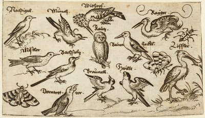 Tolv typer av fåglar, inklusive en uggla och pelikan, individuellt märkta och placerade på en minimal mark omgiven av en mal, fjäril och nyckelpiga, från Douce Ornament Prints Album I av Virgilius the elder (after) Solis