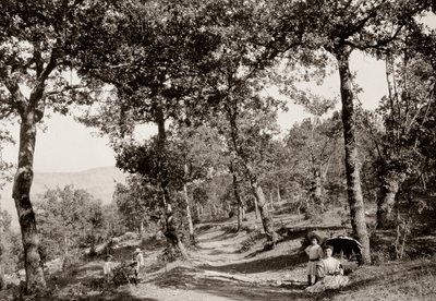 Promenad genom skogen (svart/vitt foto) av Vittorio Alinari