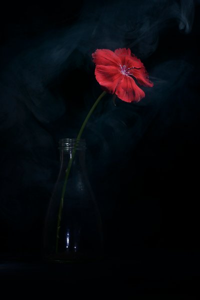 Dramatisk röd blomning av Vladimir Pavlovskyy