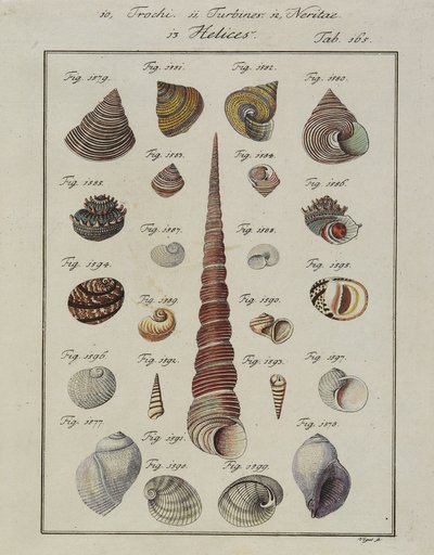 Snäckskal: Trochi, Turbiner, Neritae Helices, från Neues Systematisches Conchylien-Cabinet, 1784 (handfärgad etsning och gravyr) av Vogel