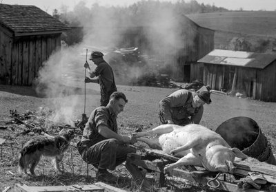 Män förbereder en slaktad gris för rostning på en bondgård i West Virginia av Volkmar Wentzel