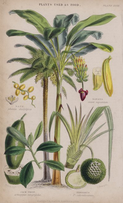 Datum; Banan; Jack Fruit; Pandanus (färgad gravyr) av W. Fitch