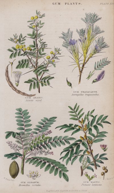 Gummi arabicum; Tragacanth gummi; Gummi Olibanum; Gum Mastic (färgad gravyr) av W. Fitch