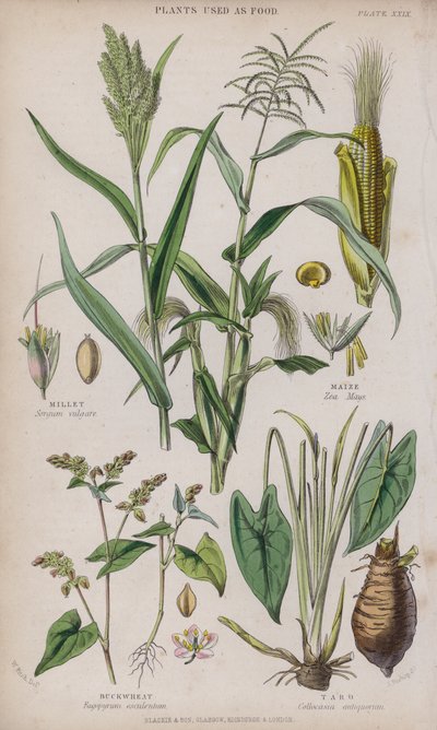 Hirs; Majs; Bovete; Taro (färgad gravyr) av W. Fitch