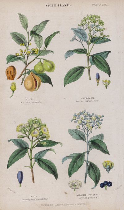 Muskot; Kanel; Kryddnejlika; Pepparpeppar eller Piment (färgad gravyr) av W. Fitch