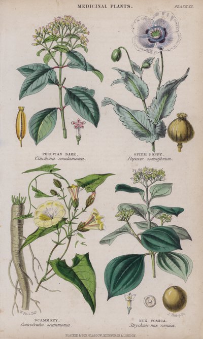 peruansk bark; Opiumvallmo; Scammony; Nux Vomica (färgad gravyr) av W. Fitch