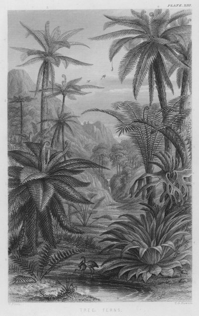 Trädormbunkar (färgad gravyr) av W. Fitch