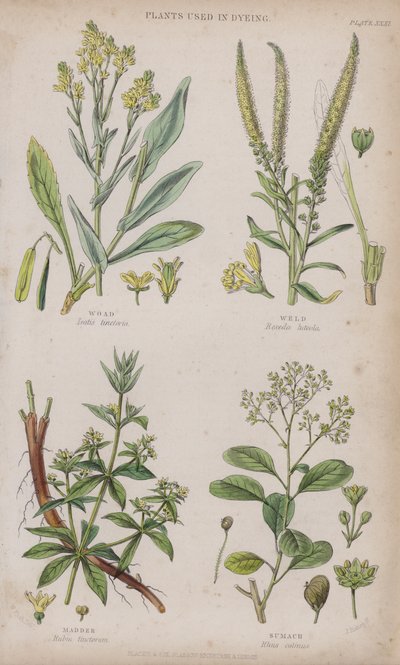 Vejde; Svetsa; Madder; Sumach (färgad gravyr) av W. Fitch