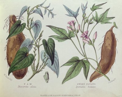 Yam och sötpotatis (färggravyr) av W. Fitch