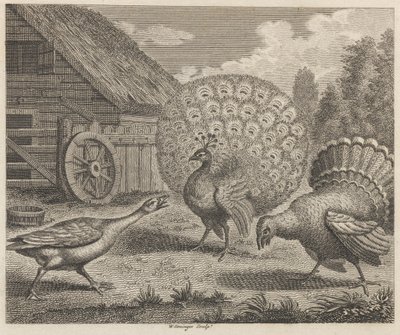 Påfågeln, Turkiet och gåsen av W. Grainger