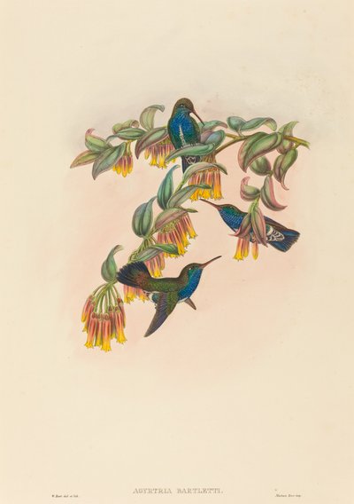 Agyrtria bartletti (Bartletts smaragd) av W. Hart