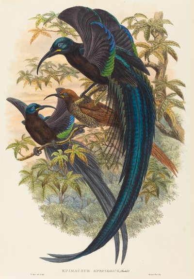 Epimachus speciosus (Sickle-billed Bird of Paradise) av W. Hart