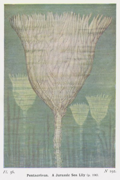 Pentacrinus, en Jurassic Sea Lily (färg litho) av W. J. Stokoe
