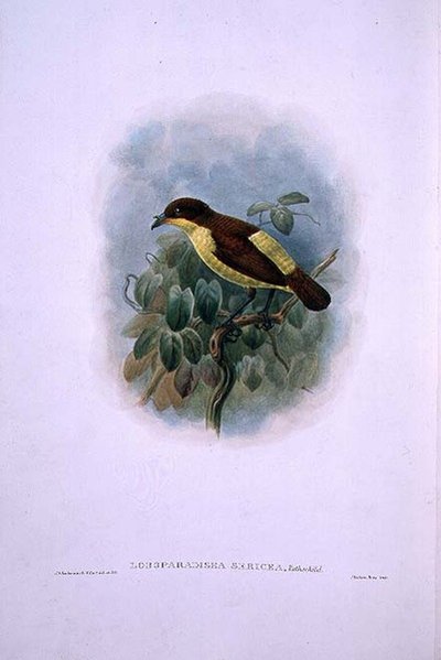 Loboparadisea serica, Waterbilled Bird of Paradise (färg litho) av W. and Keulemans J.G. Hart