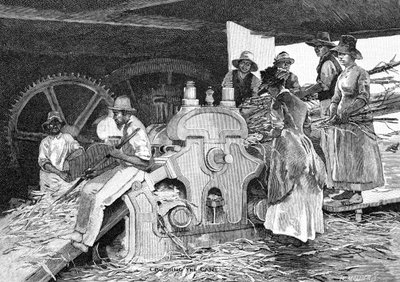 Crushing the Cane, 1886. av W. Mollier