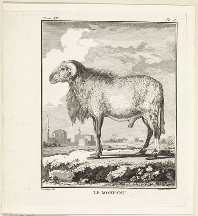 Bagge Le Morvant (titel på objekt) av W. Tringham