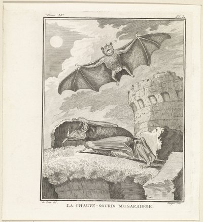 Vleermuizen The Shrew Bat (titel på objekt) av W. Tringham