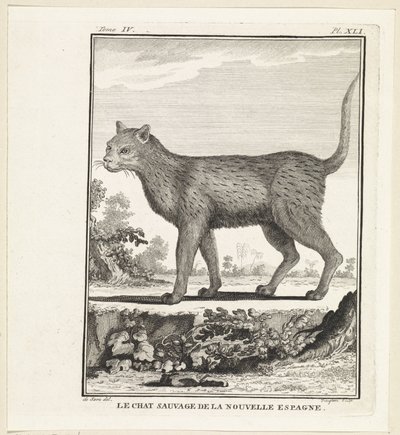 vilda kat The wildcat of new spanien (titel på objekt) av W. Tringham