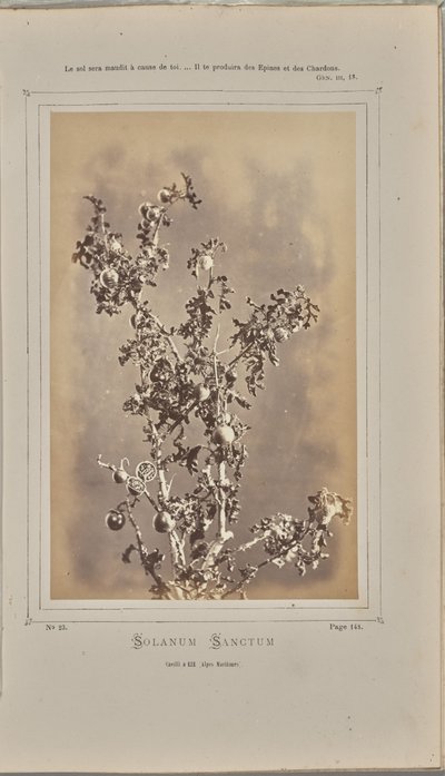 Solanum sanctum, cuelli i Èze (Alpes-Maritimes) av W. de Bray