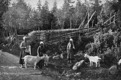 Goat farming in Dalarna, Sweden, 1908-1909. av Wald Zachrisson