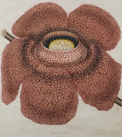 Blomma av Rafflesia arnoldii av Waldell