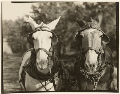 [Två mulor, Hale County, Alabama] av Walker Evans