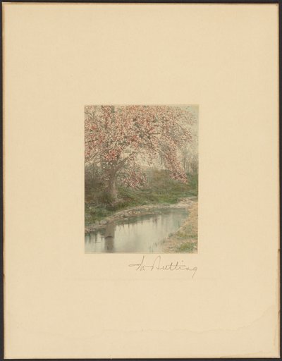 [Blommande träd] av Wallace Nutting