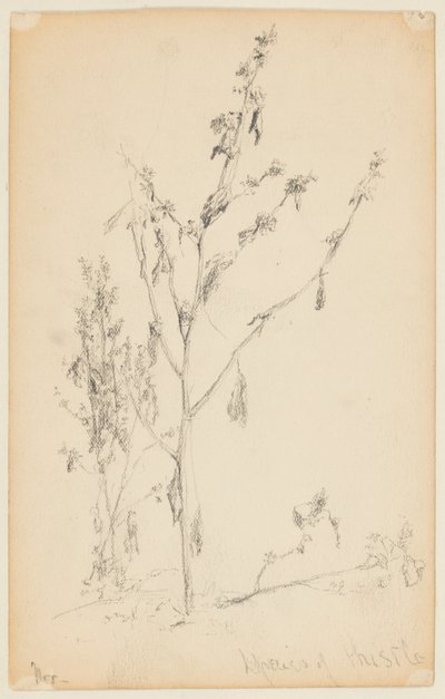 Studie av tistlar av Walter Clark