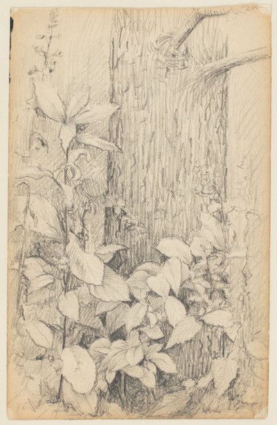 Studie av undervegetation av Walter Clark