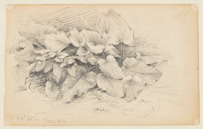 Studie av en växt, West 86th Street av Walter Clark