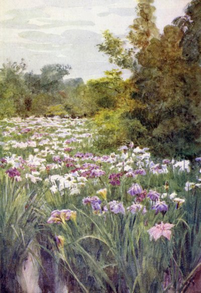 Irise är på Kitano, Ito av Walter Frederick Roofe Tyndale