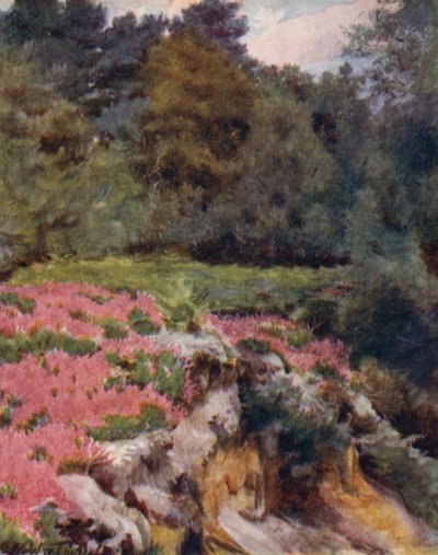 The New Forest: A Gravel Pit Head at Royden (färg litho) av Walter Frederick Roofe Tyndale