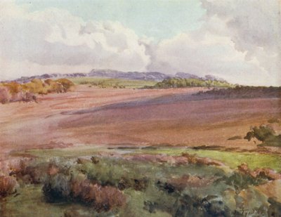 The New Forest: Across Malwood Walk from the Road to Fritham (färg litho) av Walter Frederick Roofe Tyndale