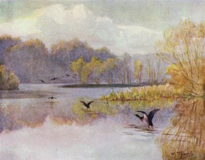 The New Forest: The Pool at Minstead Mill (färg litho) av Walter Frederick Roofe Tyndale