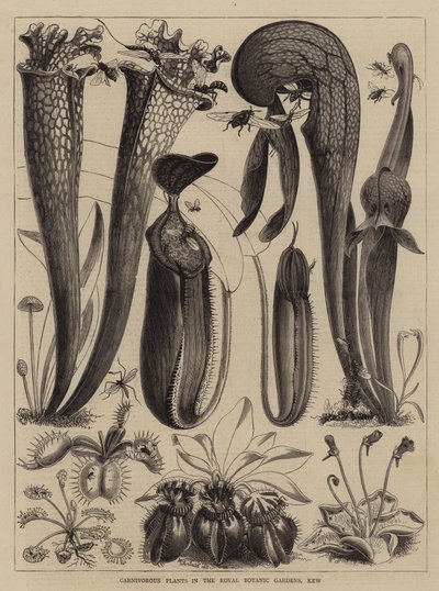 Köttätande växter i Royal Botanic Gardens, Kew av Walter Granville-Smith