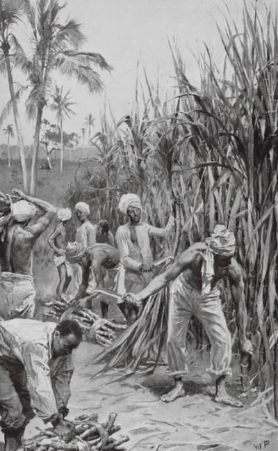 Coolies från Trinidad i arbete på ett sockerrörsfält (lito) av Walter Paget