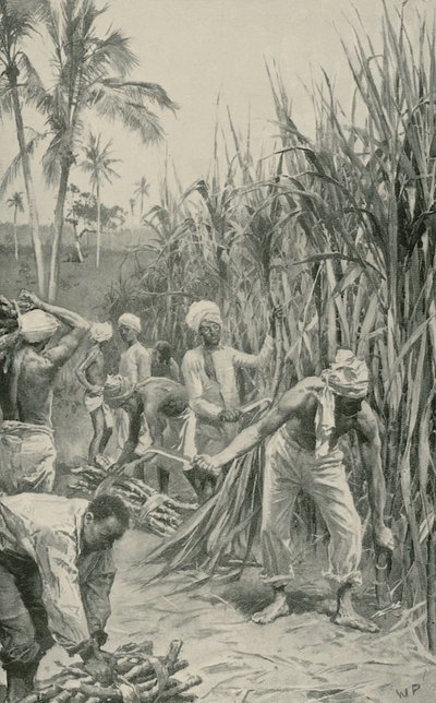 Trinidad Coolies i arbete på ett sockerrörsfält av Walter Stanley Paget