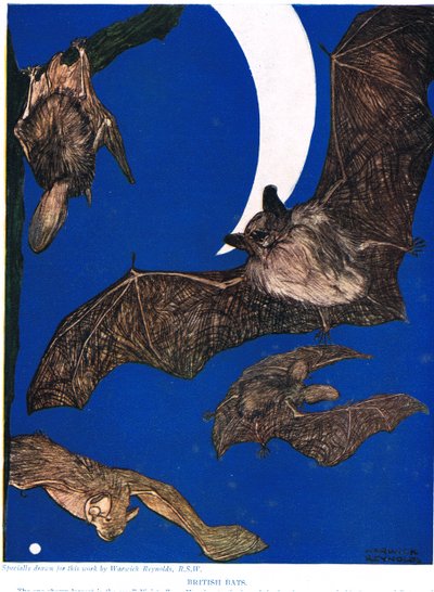 Brittiska fladdermöss, illustration från 