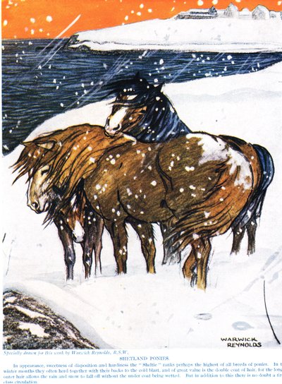 Shetlandsponnyer, illustration från 