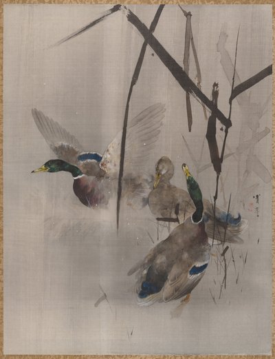 Ducks in the Rushes, ca. 1887. av Watanabe Seitei