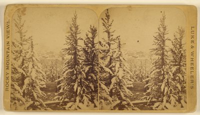 [Träd med snö, Leadville, Colorado] av Wellington O. Luke and Dansford Noble Wheeler