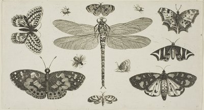En trollslända, nyckelpigor och fjärilar, från Diversae Insectorum...Figurae av Wenceslaus Hollar