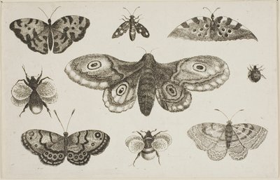 En mal, fjärilar och bin av Wenceslaus Hollar