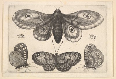 En mal, tre fjärilar och två skalbaggar, 1646. av Wenceslaus Hollar