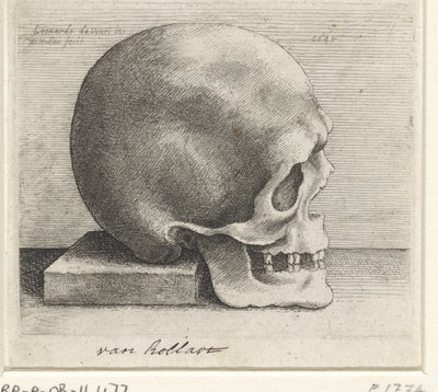Anatomisk studie av en skalle av Wenceslaus Hollar