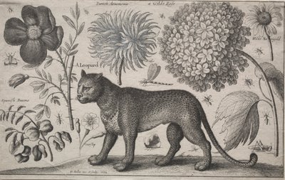 Djur och växter: Leopard med växter och insekter, 1662. av Wenceslaus Hollar