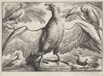 Örn Olika fåglar (serietitel) av Wenceslaus Hollar