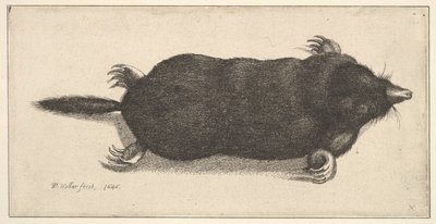 Död mullvad, 1646. av Wenceslaus Hollar