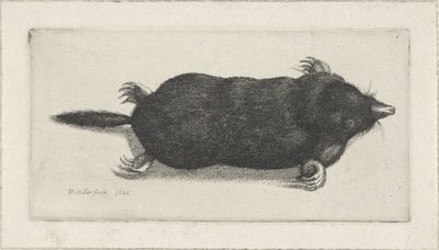 död mullvad av Wenceslaus Hollar