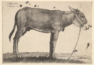 Åsnan, 1649. av Wenceslaus Hollar